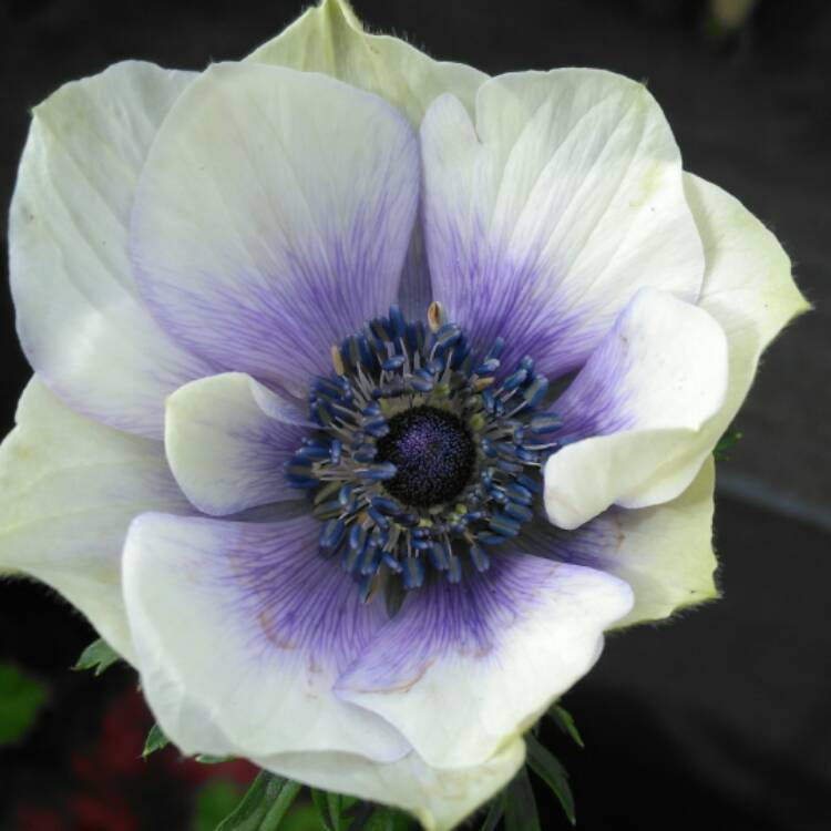 plant image 543240