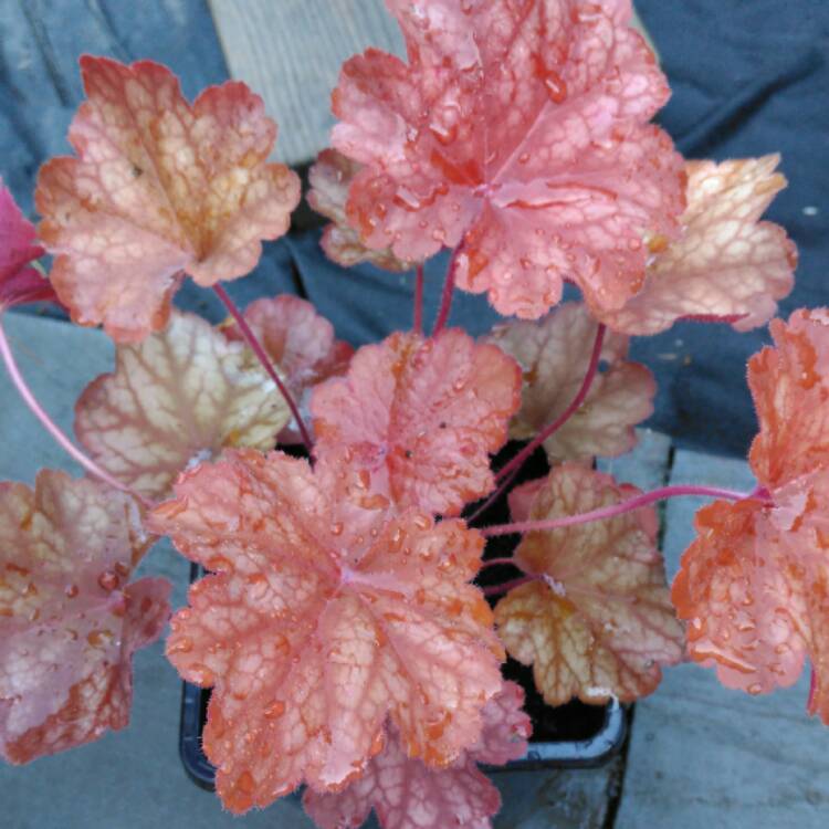 plant image 546661