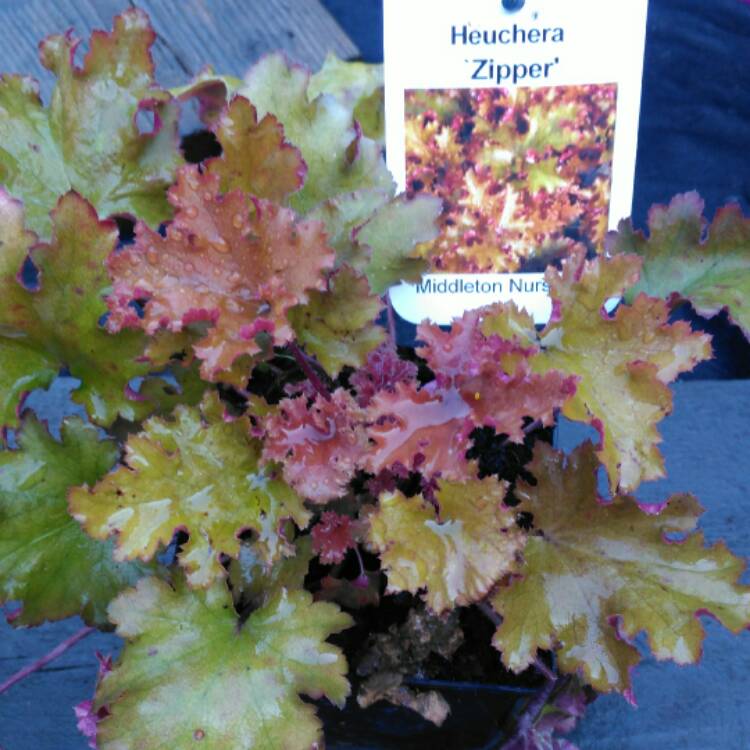 plant image 546663