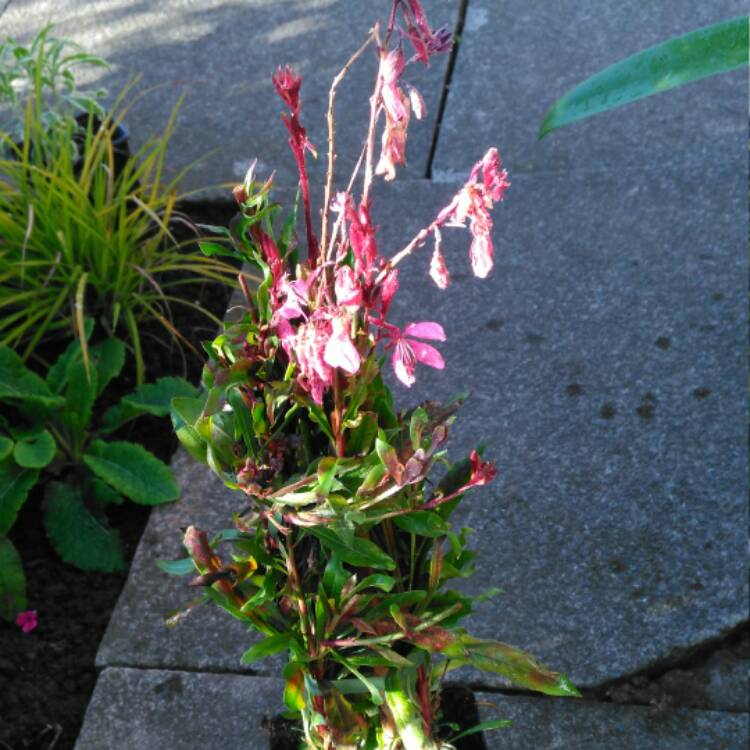 plant image 546681 plant image 546681