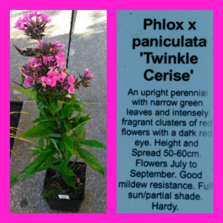 plant image 546698 plant image 546698