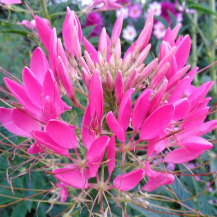 plant image 548330