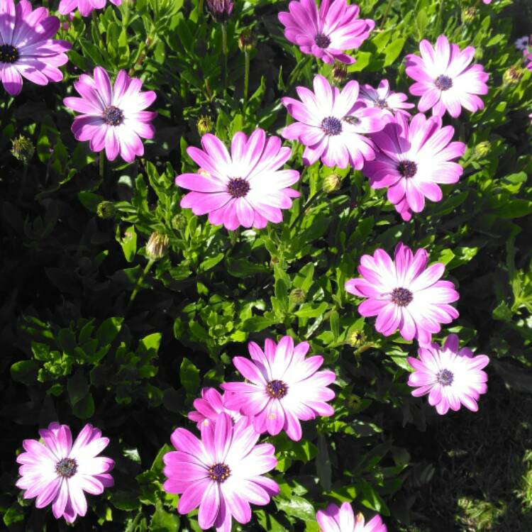 plant image 548735 plant image 548735