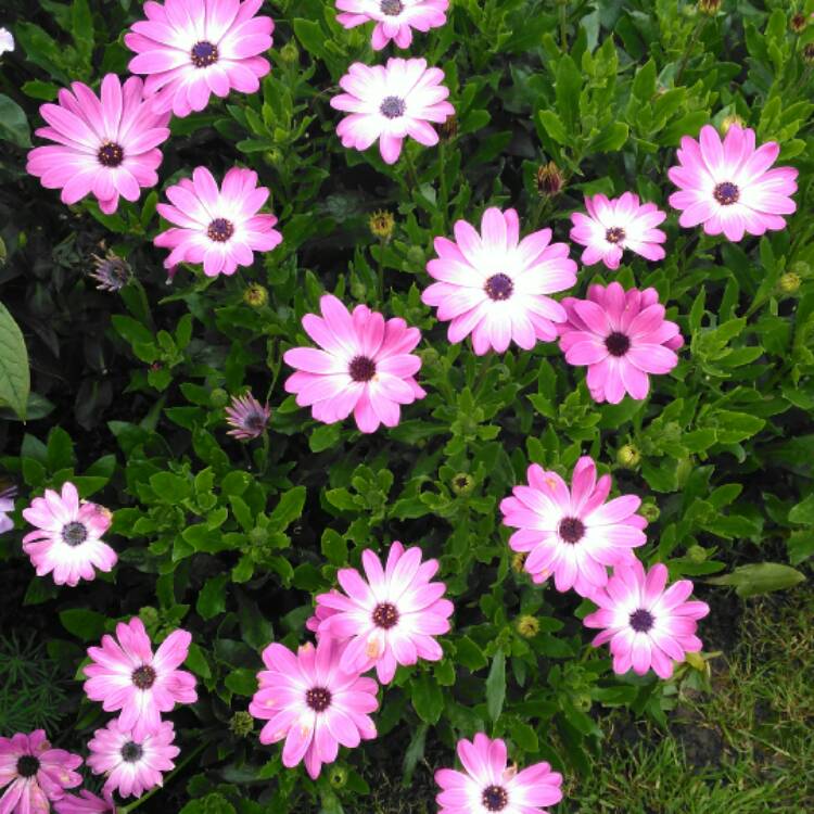 plant image 550184 plant image 550184