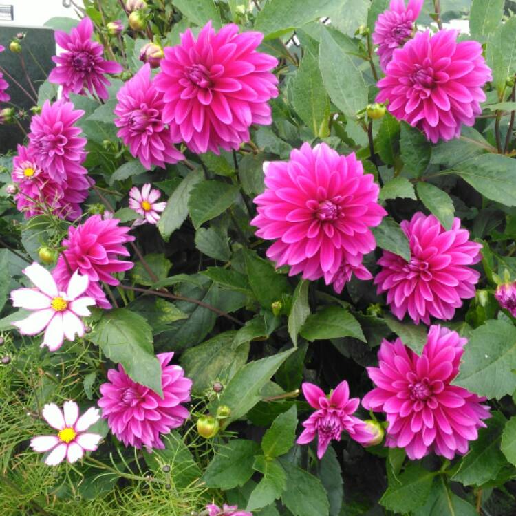 plant image 550187