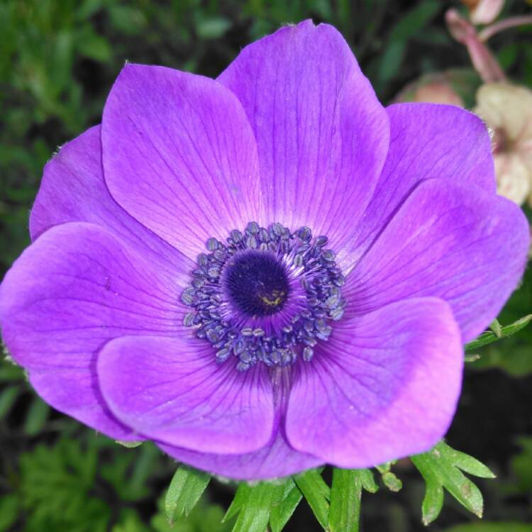 plant image 550414
