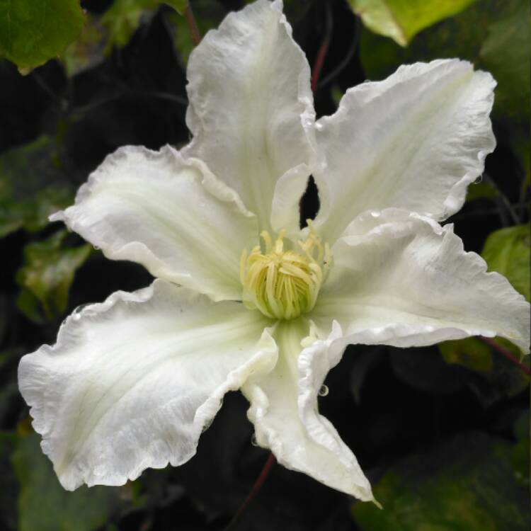 plant image 553462 plant image 553462