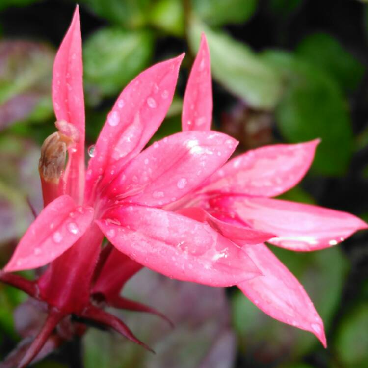 Plant image Lobelia x speciosa 'Fan Salmon'