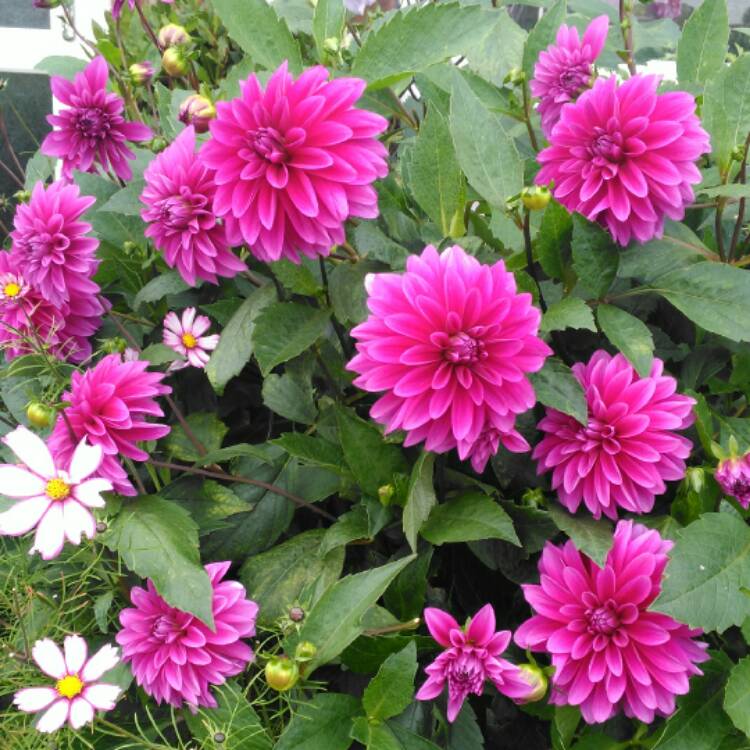 Plant image Dahlia 'Le Baron'