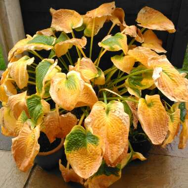 Hosta 'Frances Williams' syn. Hosta 'Eldorado', Hosta 'Yellow Edge'