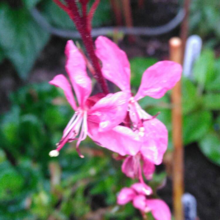 plant image 556753 plant image 556753