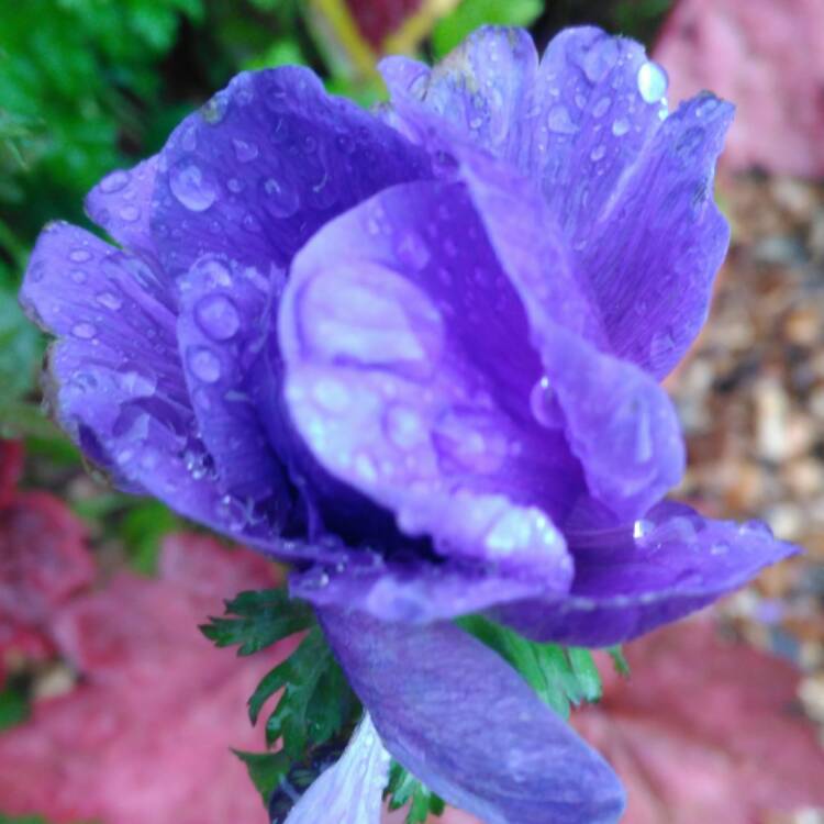 plant image 556764