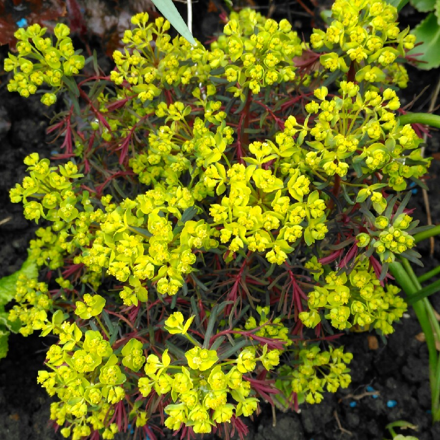 plant image 55942