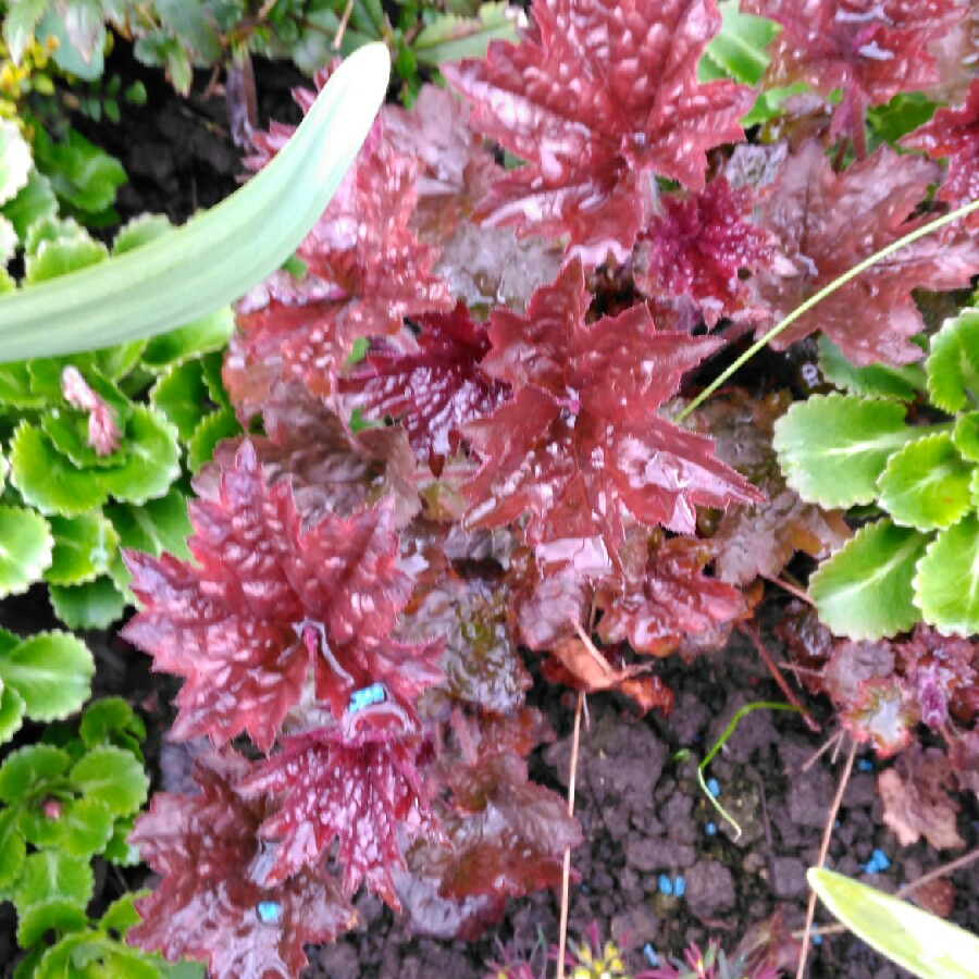 plant image 55945