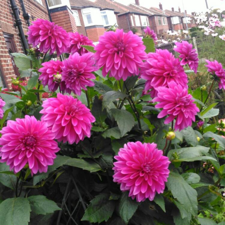 plant image 560397