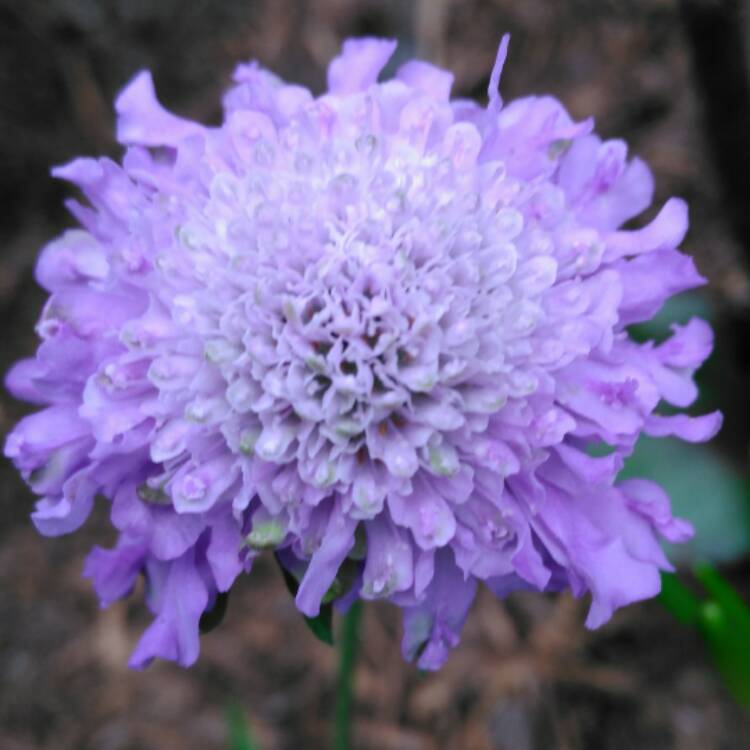 plant image 563414 plant image 563414