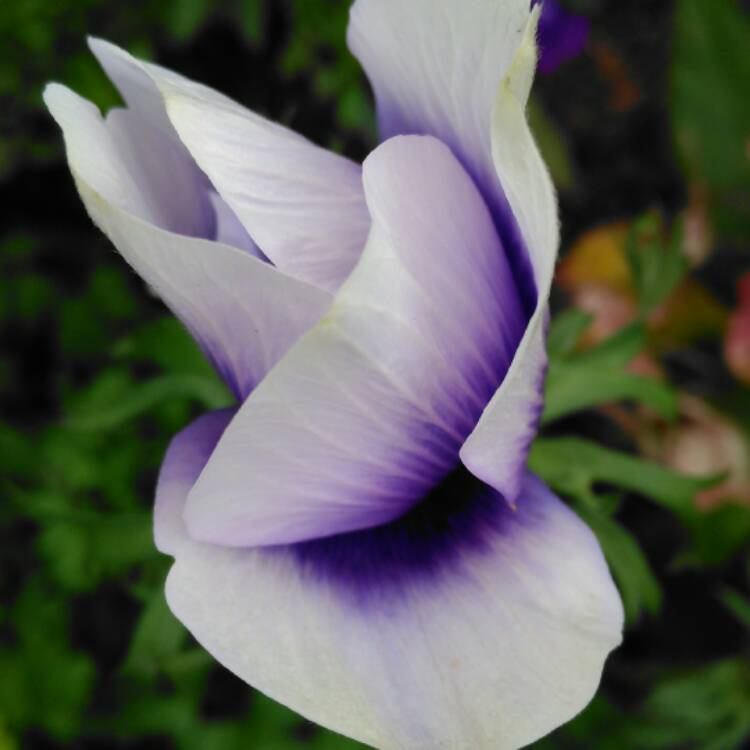 plant image 563416