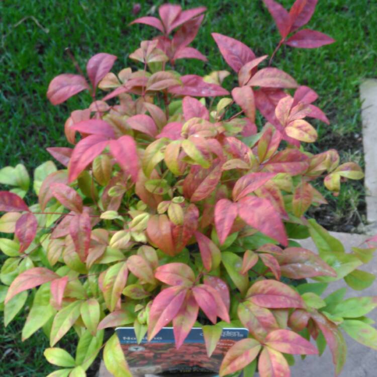 Plant image Nandina domestica 'Fire Power'