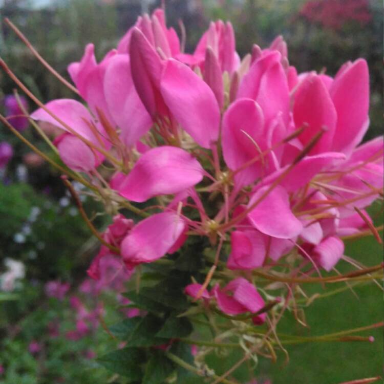 plant image 566805