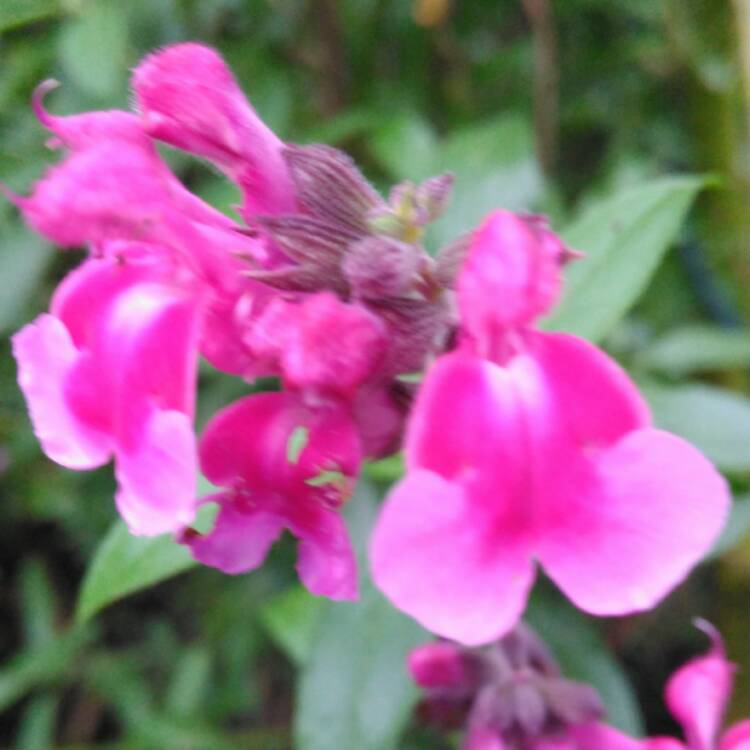 plant image 567081 plant image 567081