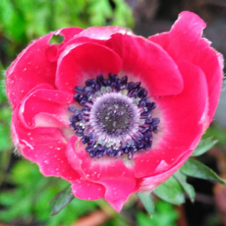 plant image 569161