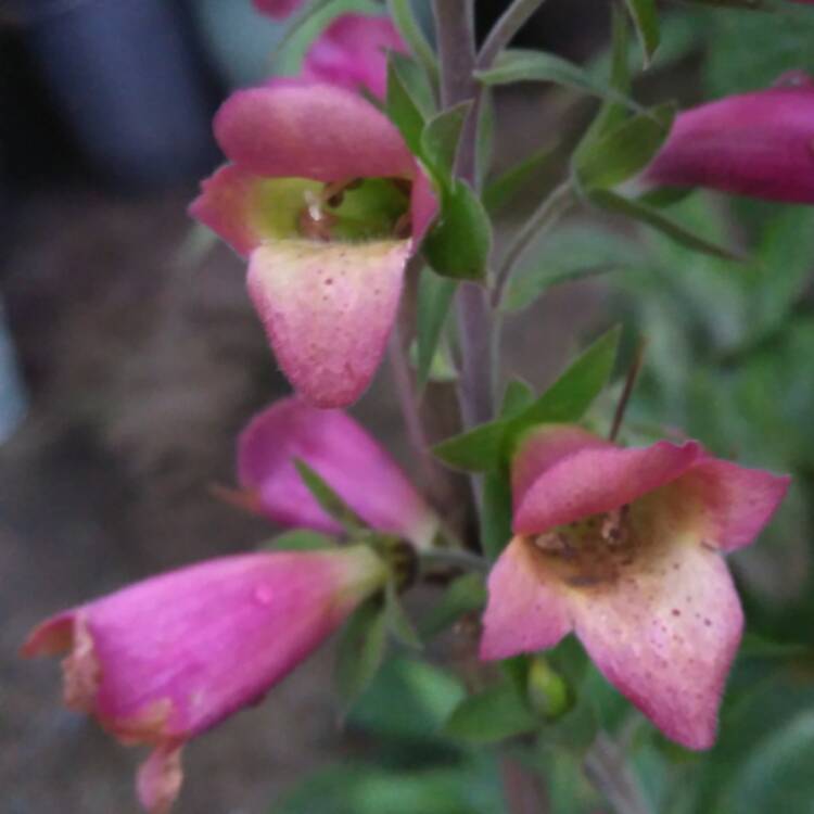 plant image 569297