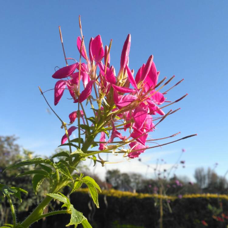 plant image 570691