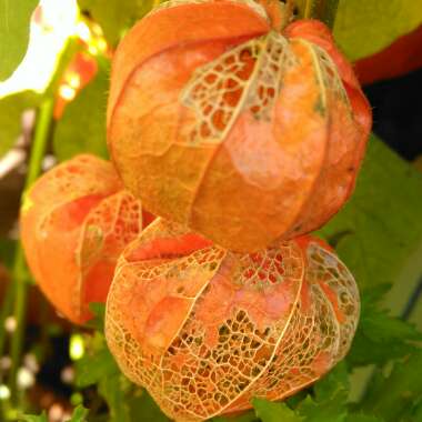 Physalis