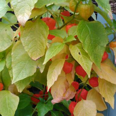 Physalis