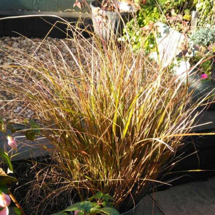 plant image 575096