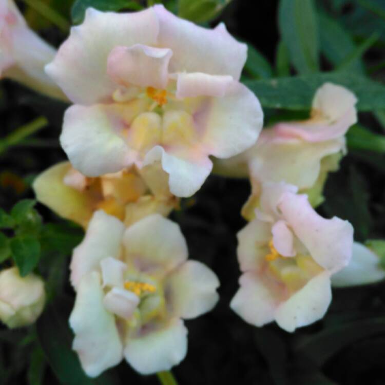 plant image 575101