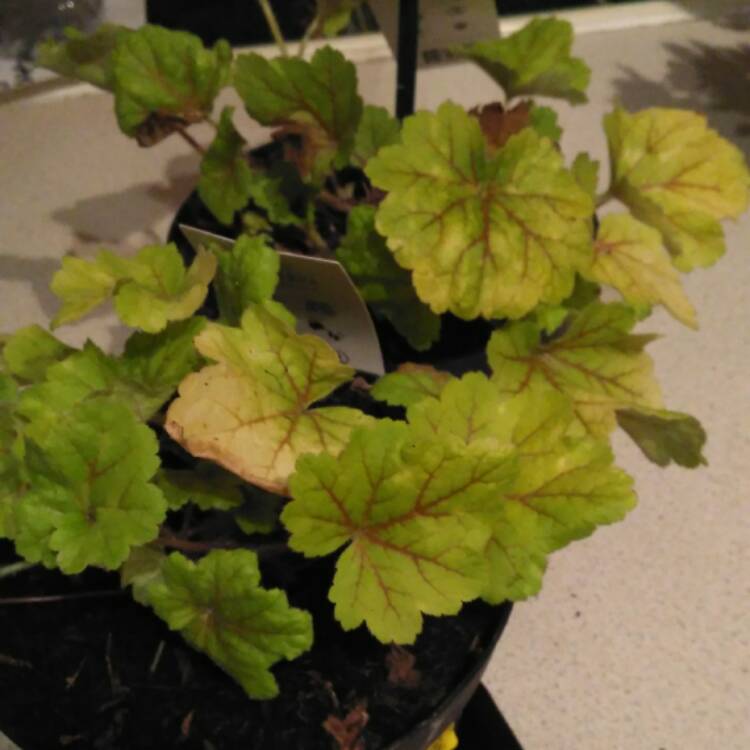 Plant image Heuchera 'Electra'