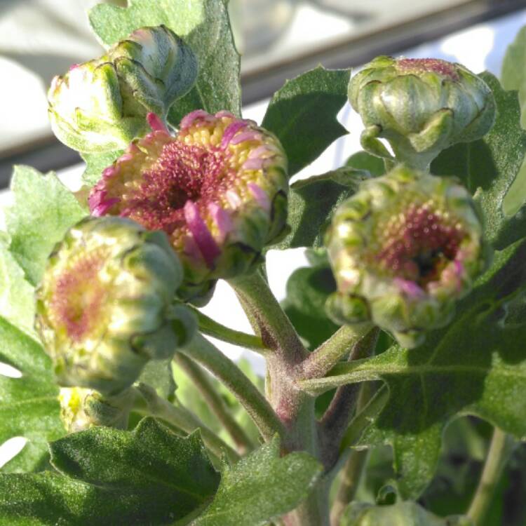 plant image 577132 plant image 577132