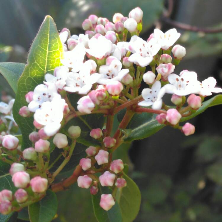 plant image 577144 plant image 577144