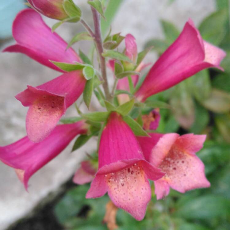 plant image 577791