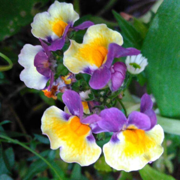 plant image 579032 plant image 579032
