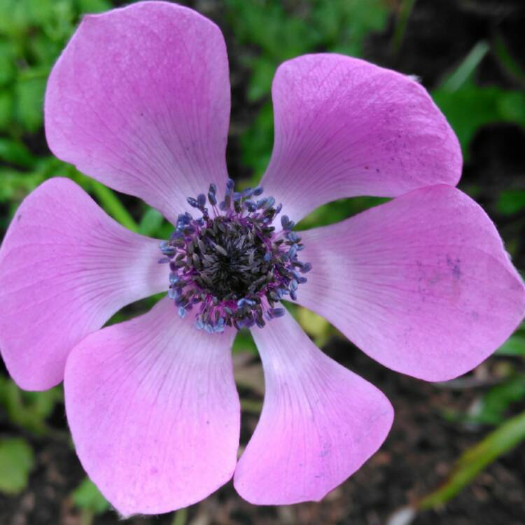 plant image 579035