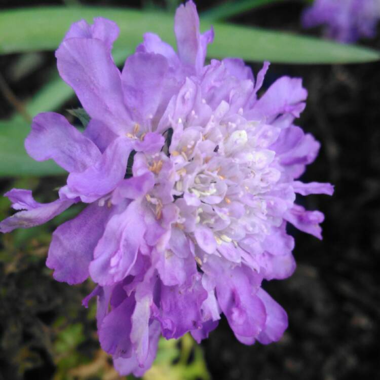 plant image 583380 plant image 583380