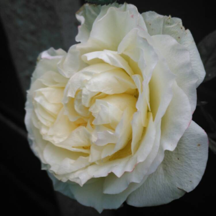 plant image 583714 plant image 583714