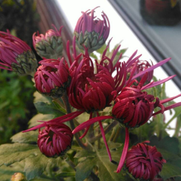 plant image 583719 plant image 583719