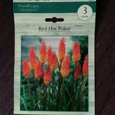 Kniphofia
