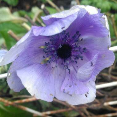 Anemone coronaria
