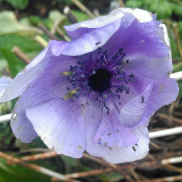 plant image 601790