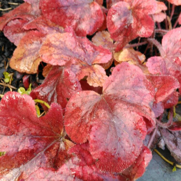 plant image 603751 plant image 603751