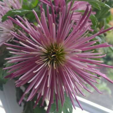 Chrysanthemum 'Saratov Lilac'