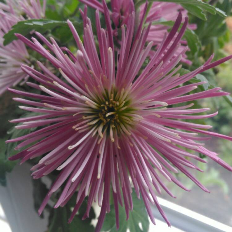 plant image 604146 plant image 604146