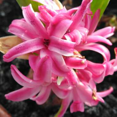 Hyacinthus orientalis