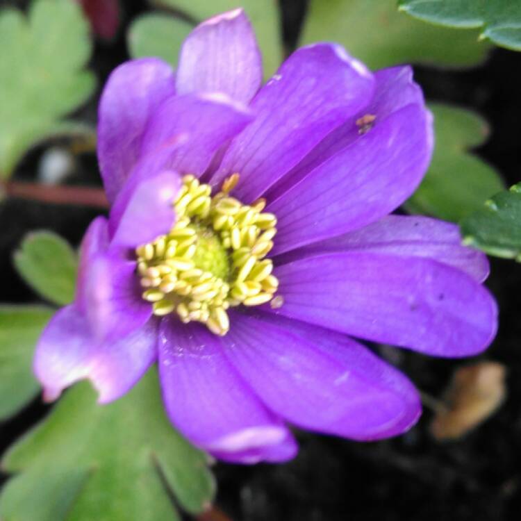plant image 606255 plant image 606255