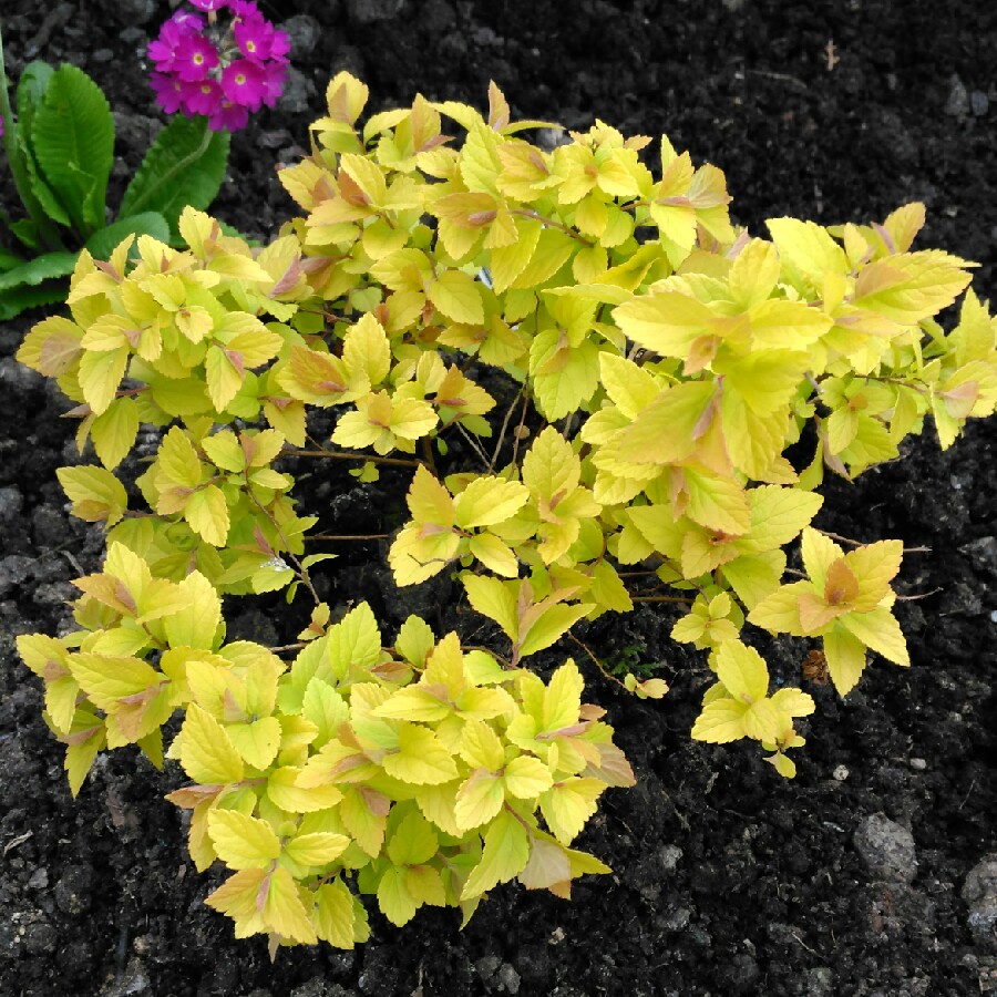 plant image 61280 plant image 61280