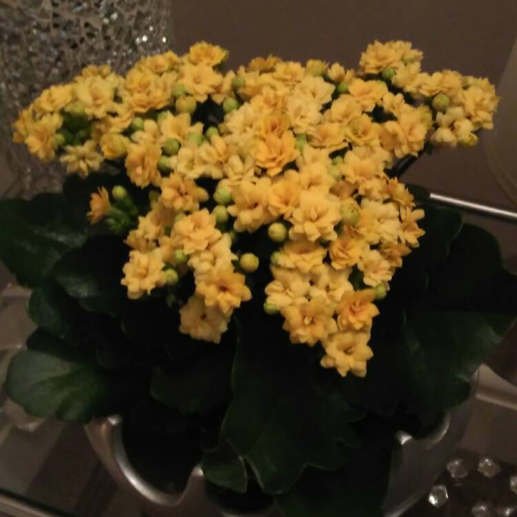 plant image 621470 plant image 621470